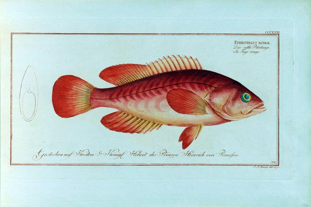 D. Marcus Elieser Bloch's, ausÃ¼benden Arztes zu Berlin .  Oeconomische Naturgeschichte der Fische Deutschlands . .Berlin :Auf Kosten des Verfassers | Vintage Print Reproduction 465901