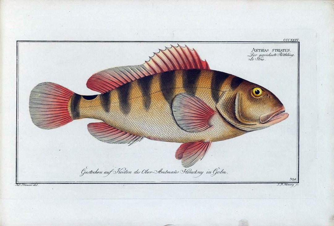 D. Marcus Elieser Bloch's, ausÃ¼benden Arztes zu Berlin .  Oeconomische Naturgeschichte der Fische Deutschlands . .Berlin :Auf Kosten des Verfassers | Vintage Print Reproduction 465925