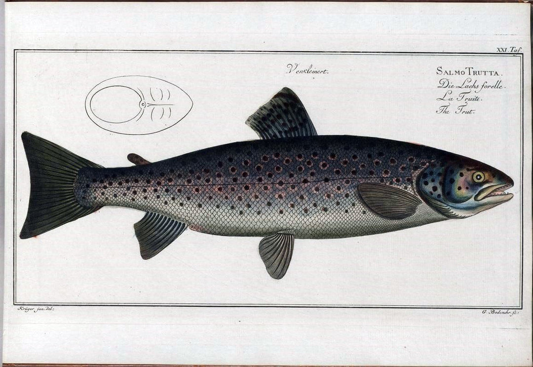 D. Marcus Elieser Bloch's, ausÃ¼benden Arztes zu Berlin .  Oeconomische Naturgeschichte der Fische Deutschlands . .Berlin :Auf Kosten des Verfassers | Vintage Print Reproduction 465983