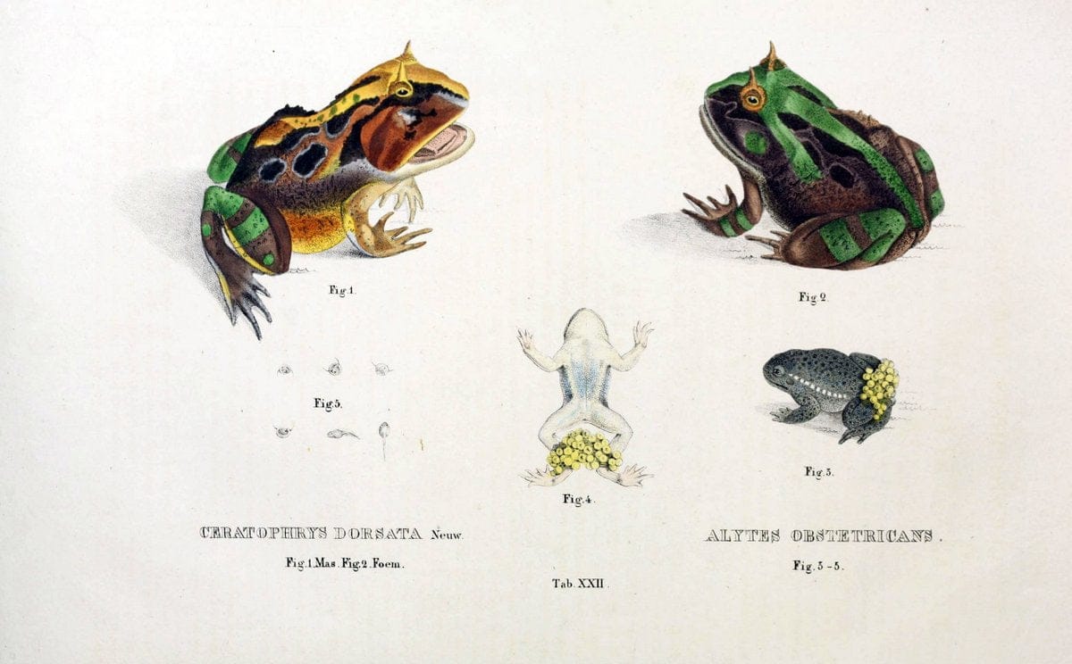 Descriptiones et icones amphibiorum. Monachii,Stuttgartiae et Tubingae, Sumtibus J.G. Cottae,[1828-]1833.  |  | Vintage Print Reproduction 468559