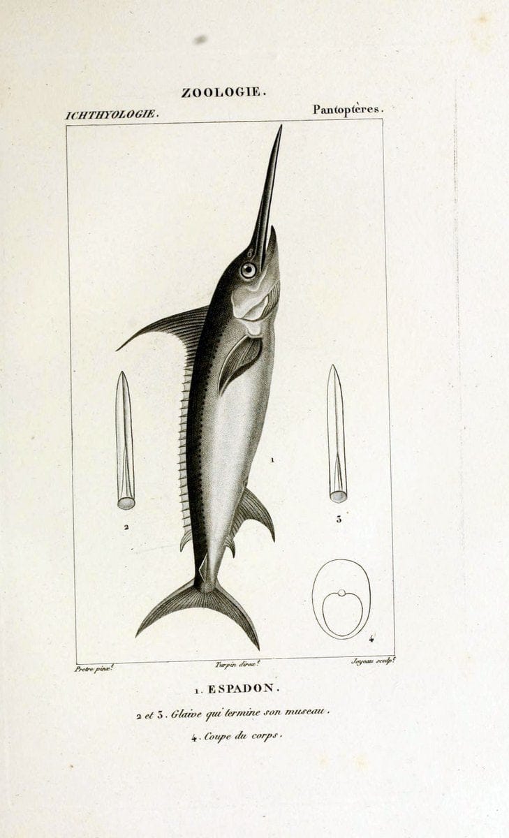 Dictionnaire des sciences naturelles,.Strasbourg,||ParisF. G. Levrault;||Le Normant,1816-30.. |  | Vintage Print Reproduction 469532