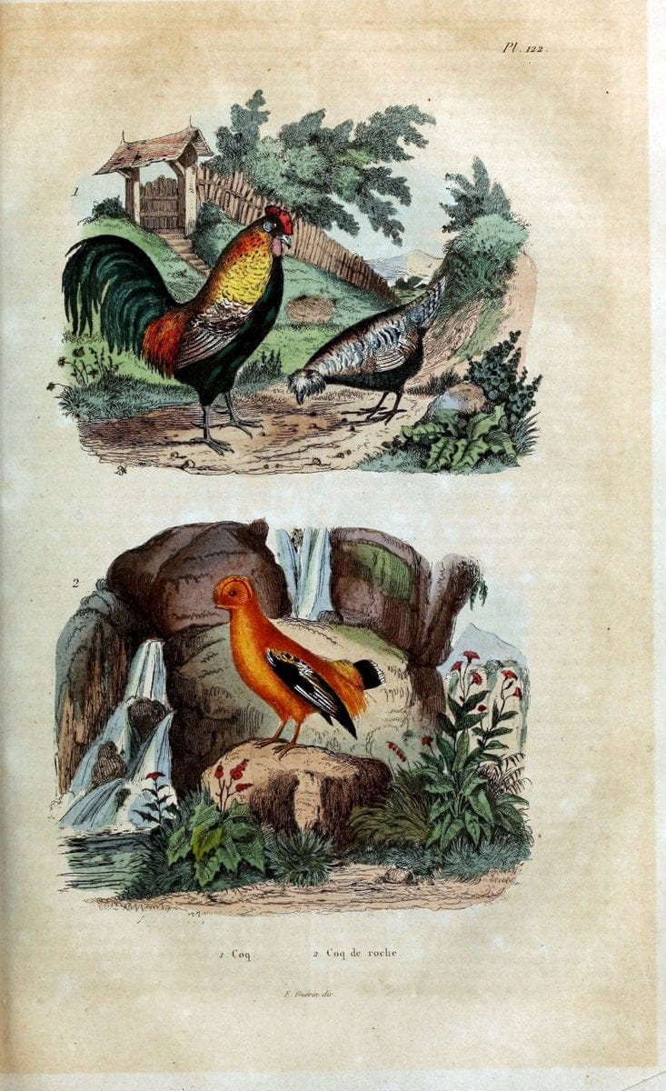 Dictionnaire pittoresque d'histoire naturelle et des phÃ©nomÃ¨nes de la nature /.Paris1833-[1840].. |  | Vintage Print Reproduction 469920