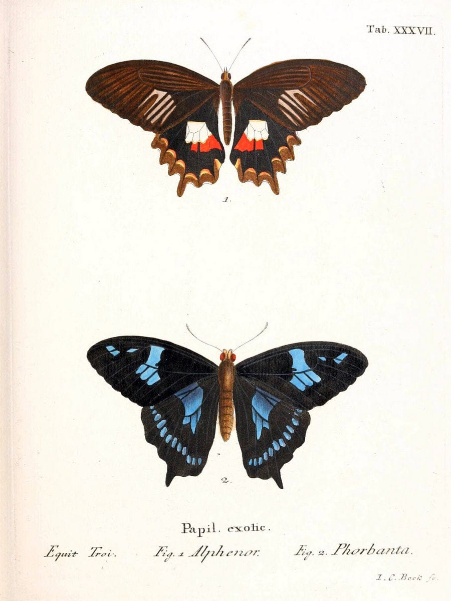 Die auslÃ¤ndischen Schmetterlinge in Abbildungen nach der Natur. v.2, platesErlangen :im | Butterflies Lepidoptera "Pictorial works"  | Vintage Print Reproduction 471282