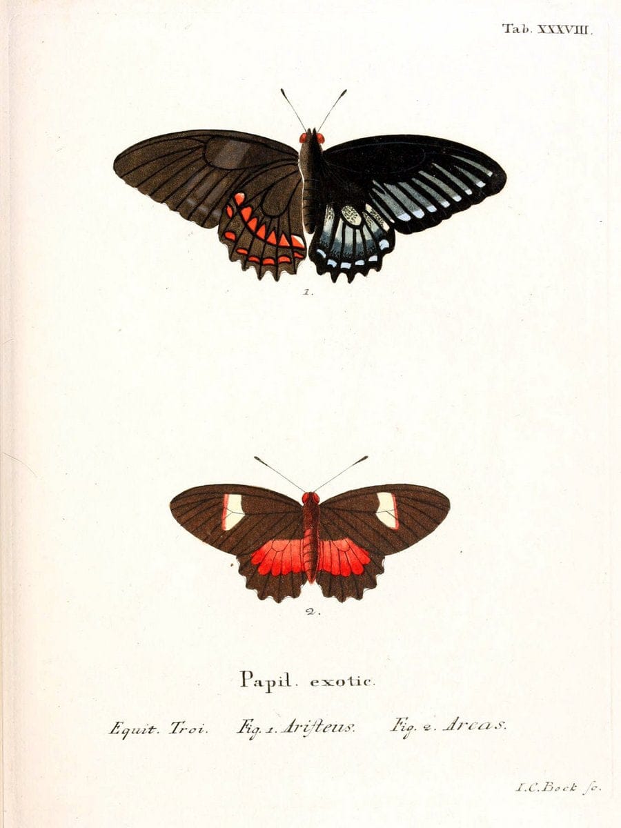 Die auslÃ¤ndischen Schmetterlinge in Abbildungen nach der Natur. v.2, platesErlangen :im | Butterflies Lepidoptera "Pictorial works"  | Vintage Print Reproduction 471283