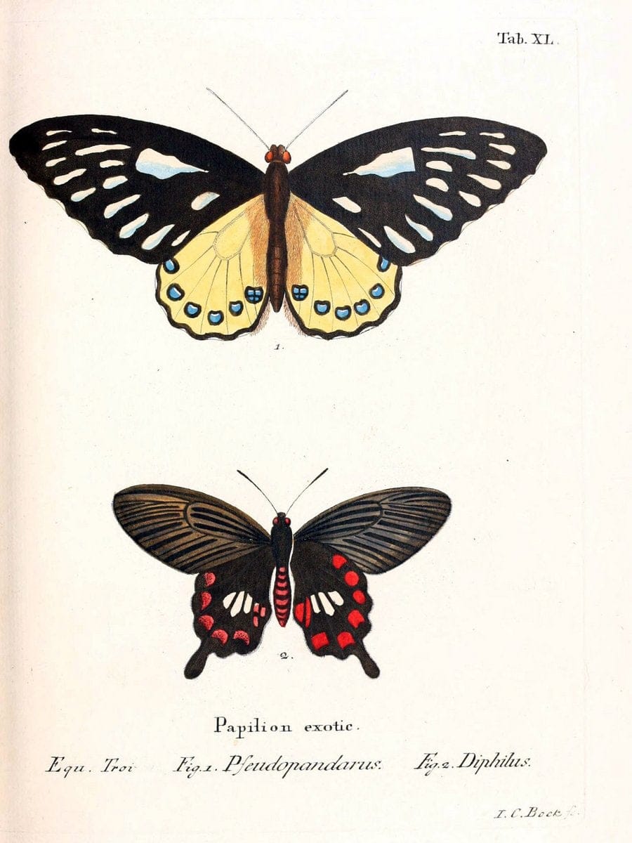 Die auslÃ¤ndischen Schmetterlinge in Abbildungen nach der Natur. v.2, platesErlangen :im | Butterflies Lepidoptera "Pictorial works"  | Vintage Print Reproduction 471285