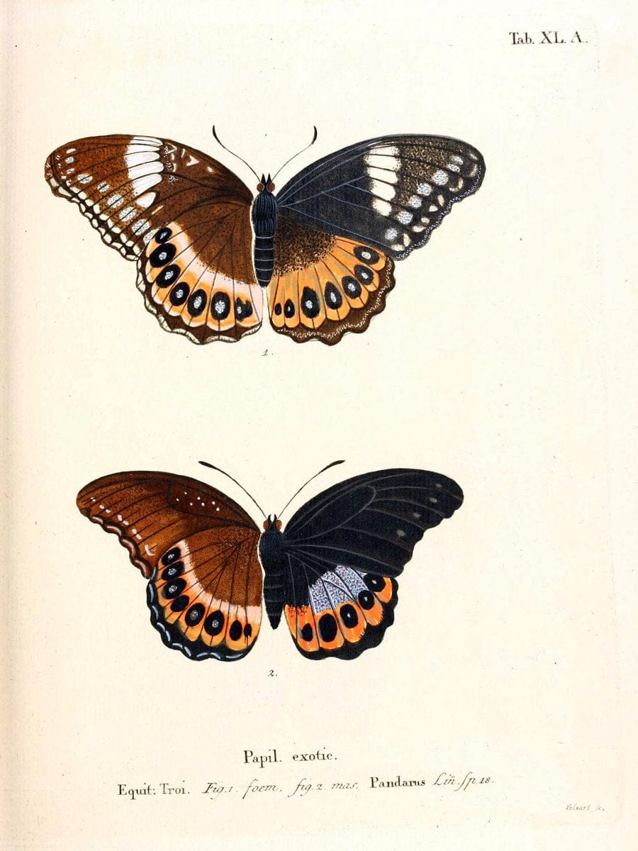 Die auslÃ¤ndischen Schmetterlinge in Abbildungen nach der Natur. v.2, platesErlangen :im | Butterflies Lepidoptera "Pictorial works"  | Vintage Print Reproduction 471286