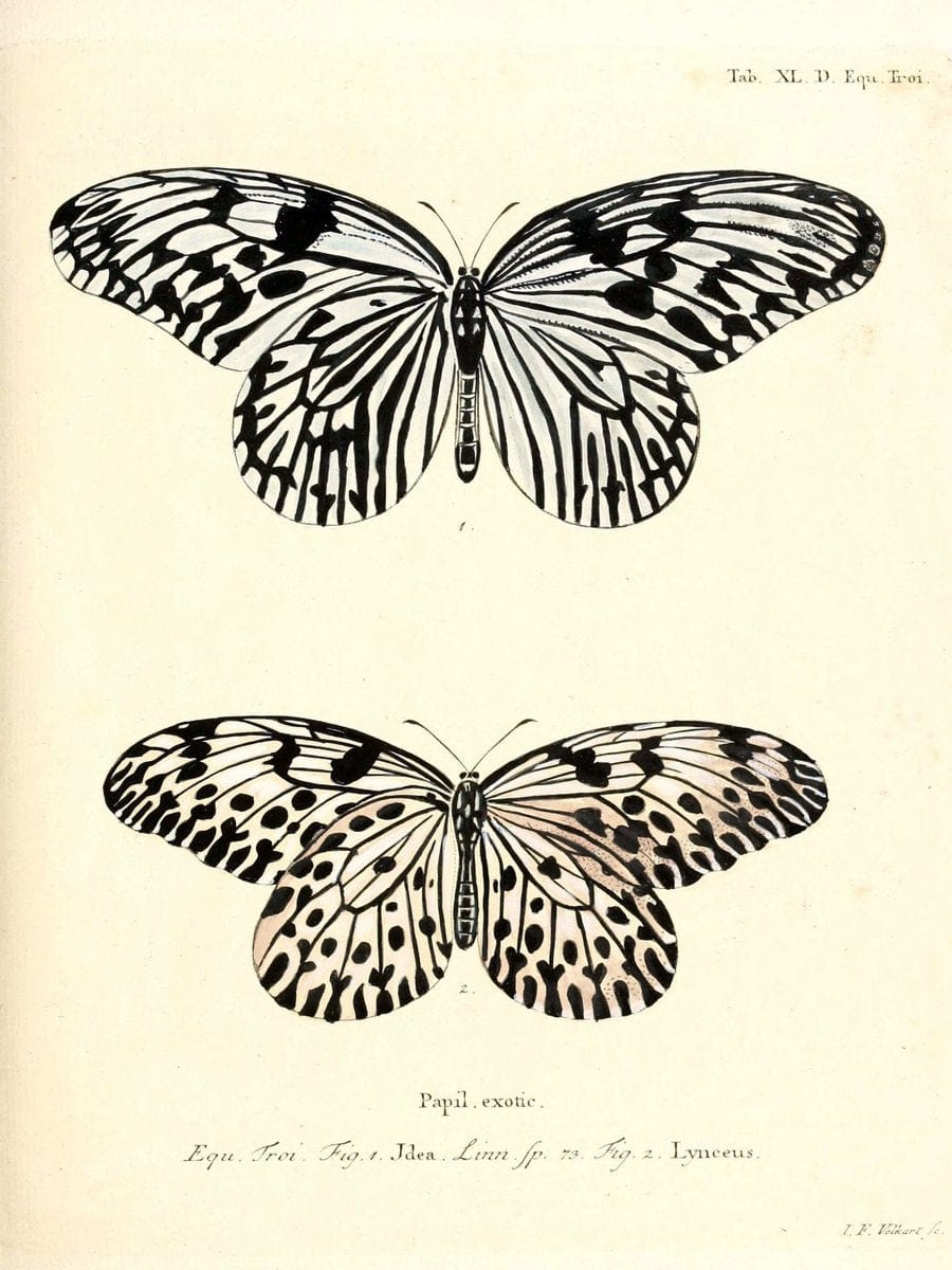 Die auslÃ¤ndischen Schmetterlinge in Abbildungen nach der Natur. v.2, platesErlangen :im | Butterflies Lepidoptera "Pictorial works"  | Vintage Print Reproduction 471289