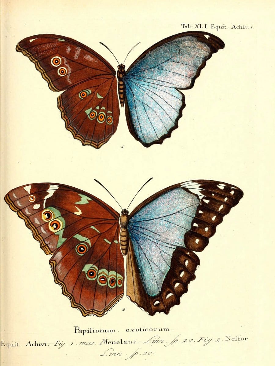 Die auslÃ¤ndischen Schmetterlinge in Abbildungen nach der Natur. v.2, platesErlangen :im | Butterflies Lepidoptera "Pictorial works"  | Vintage Print Reproduction 471290