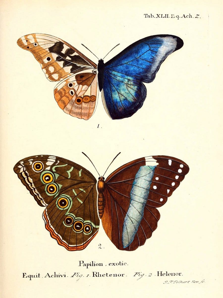 Die auslÃ¤ndischen Schmetterlinge in Abbildungen nach der Natur. v.2, platesErlangen :im | Butterflies Lepidoptera "Pictorial works"  | Vintage Print Reproduction 471291