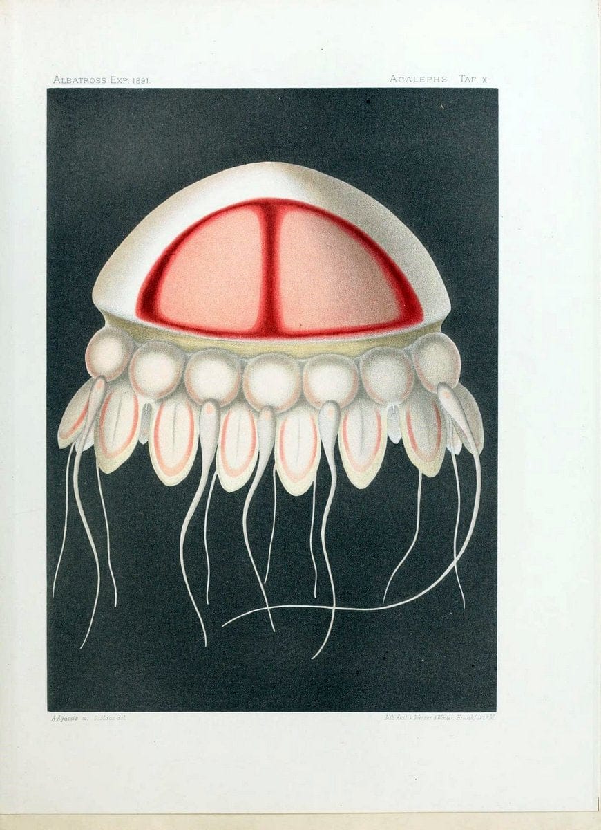 Die medusen. Cambridge :Printed for the Museum,1897.  | "Albatross (Steamer)" Jellyfishes  | Vintage Print Reproduction 471876