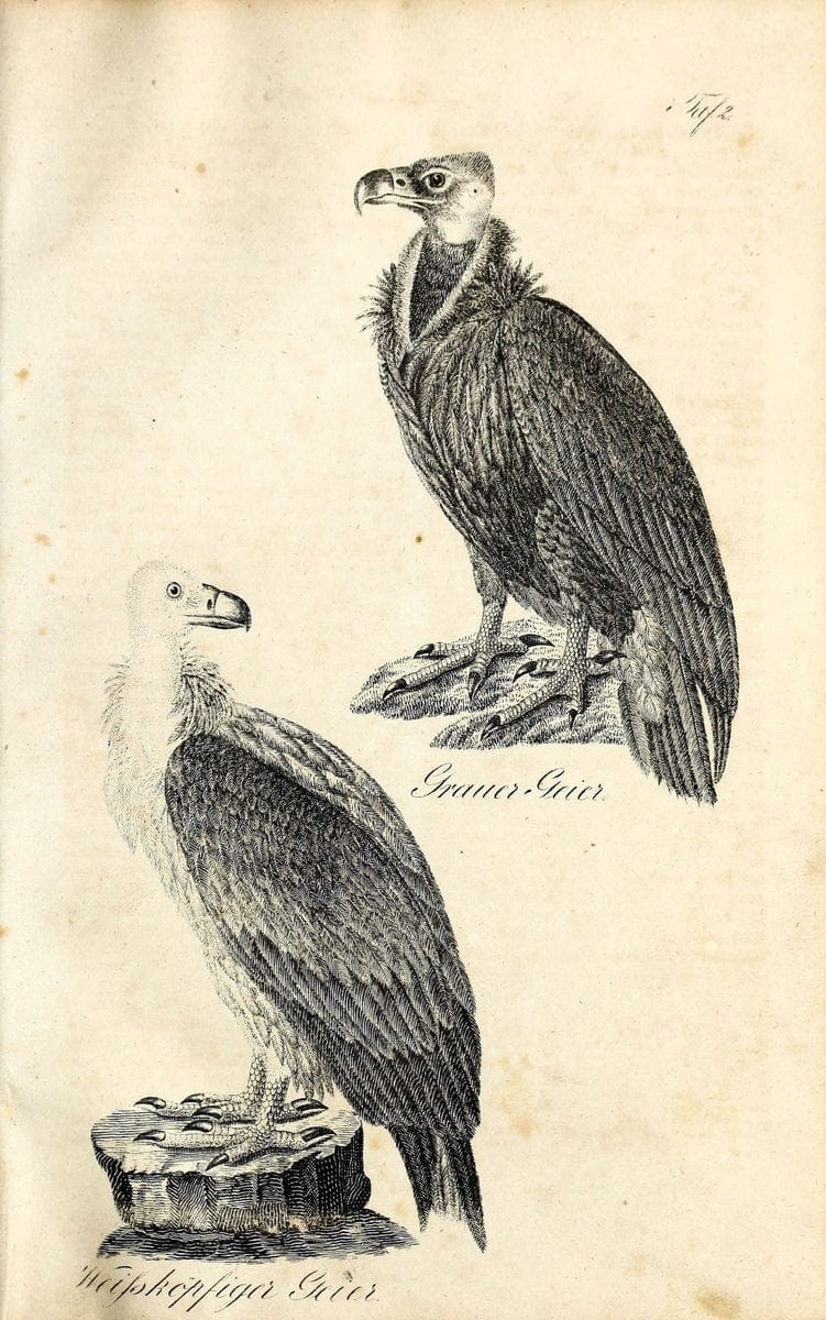 Die Naturgeschichte in getreuen Abbildungen und mit ausfuÃŒË†hrlicher Beschreibung derselben. Leipzig :bei Eduard Eisenach ;1835.  | Birds "Pictorial works"  | Vintage Print Reproduction 471883