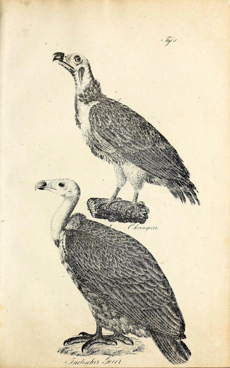 Die Naturgeschichte in getreuen Abbildungen und mit ausfuÃŒË†hrlicher Beschreibung derselben. Leipzig :bei Eduard Eisenach ;1835.  | Birds "Pictorial works"  | Vintage Print Reproduction 471884