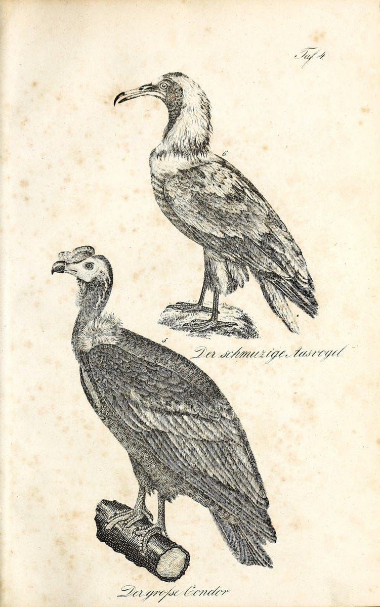 Die Naturgeschichte in getreuen Abbildungen und mit ausfuÃŒË†hrlicher Beschreibung derselben. Leipzig :bei Eduard Eisenach ;1835.  | Birds "Pictorial works"  | Vintage Print Reproduction 471885