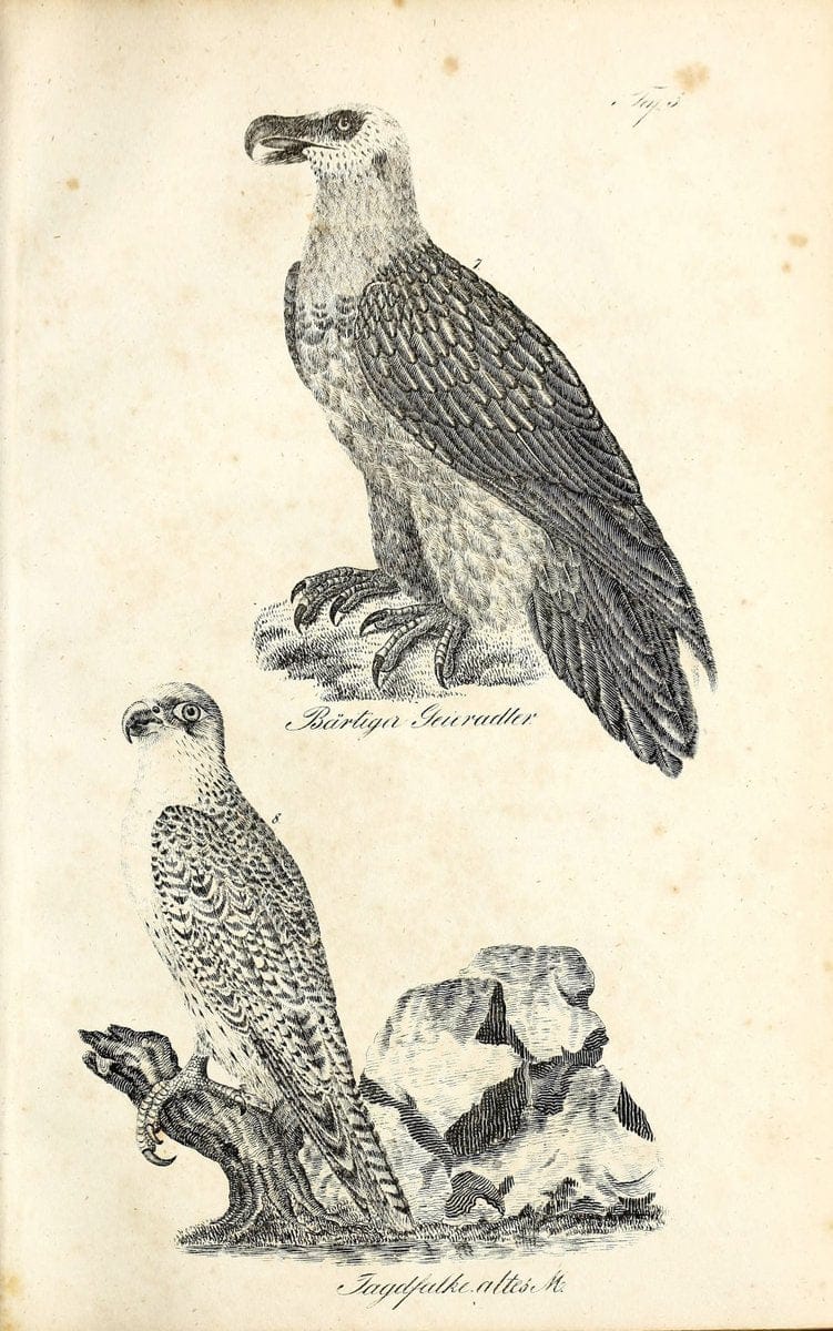 Die Naturgeschichte in getreuen Abbildungen und mit ausfuÃŒË†hrlicher Beschreibung derselben. Leipzig :bei Eduard Eisenach ;1835.  | Birds "Pictorial works"  | Vintage Print Reproduction 471886