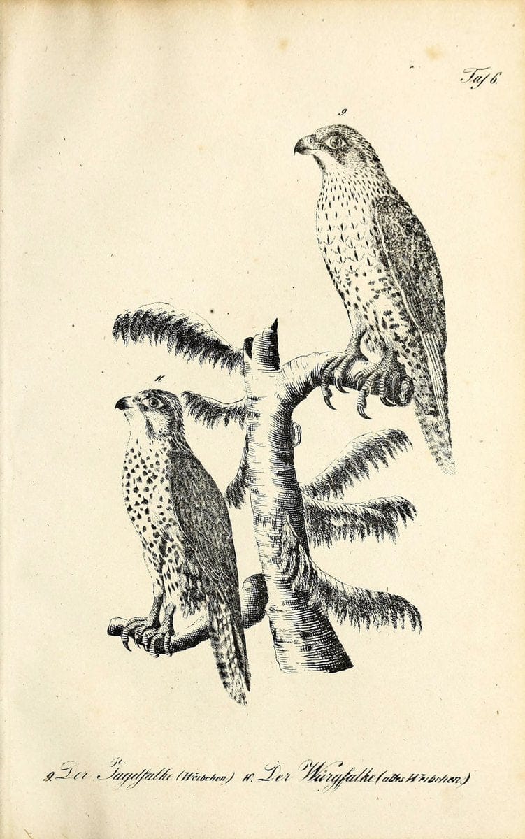 Die Naturgeschichte in getreuen Abbildungen und mit ausfuÃŒË†hrlicher Beschreibung derselben. Leipzig :bei Eduard Eisenach ;1835.  | Birds "Pictorial works"  | Vintage Print Reproduction 471887