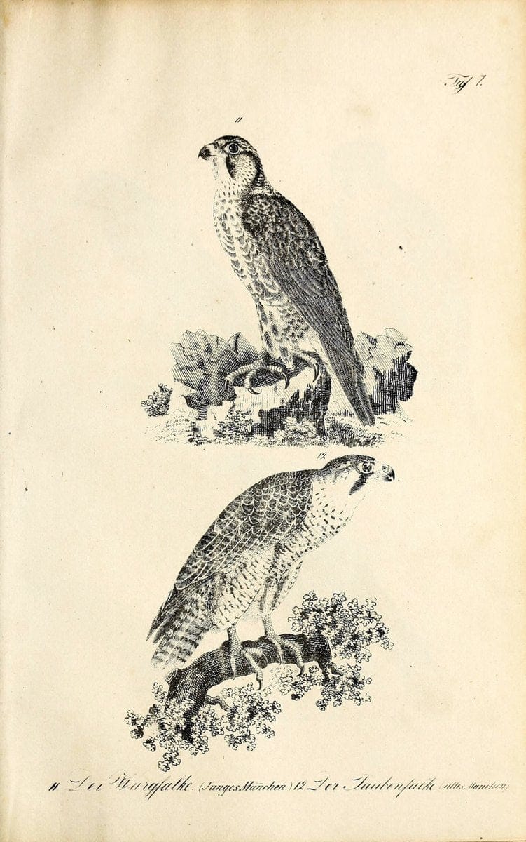 Die Naturgeschichte in getreuen Abbildungen und mit ausfuÃŒË†hrlicher Beschreibung derselben. Leipzig :bei Eduard Eisenach ;1835.  | Birds "Pictorial works"  | Vintage Print Reproduction 471888