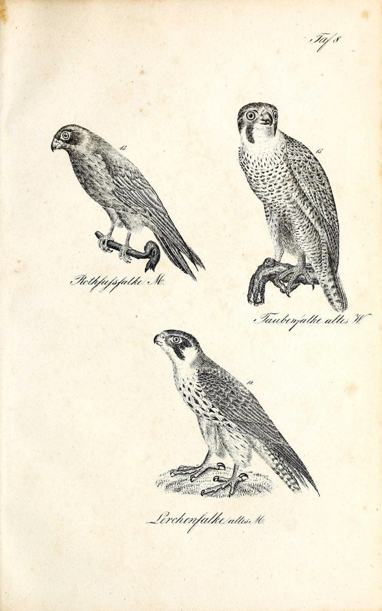 Die Naturgeschichte in getreuen Abbildungen und mit ausfuÃŒË†hrlicher Beschreibung derselben. Leipzig :bei Eduard Eisenach ;1835.  | Birds "Pictorial works"  | Vintage Print Reproduction 471889