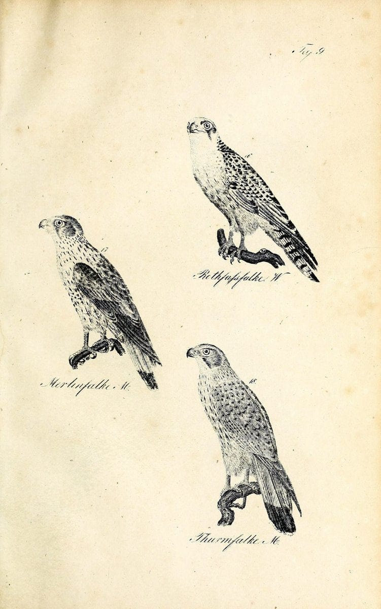 Die Naturgeschichte in getreuen Abbildungen und mit ausfuÃŒË†hrlicher Beschreibung derselben. Leipzig :bei Eduard Eisenach ;1835.  | Birds "Pictorial works"  | Vintage Print Reproduction 471890