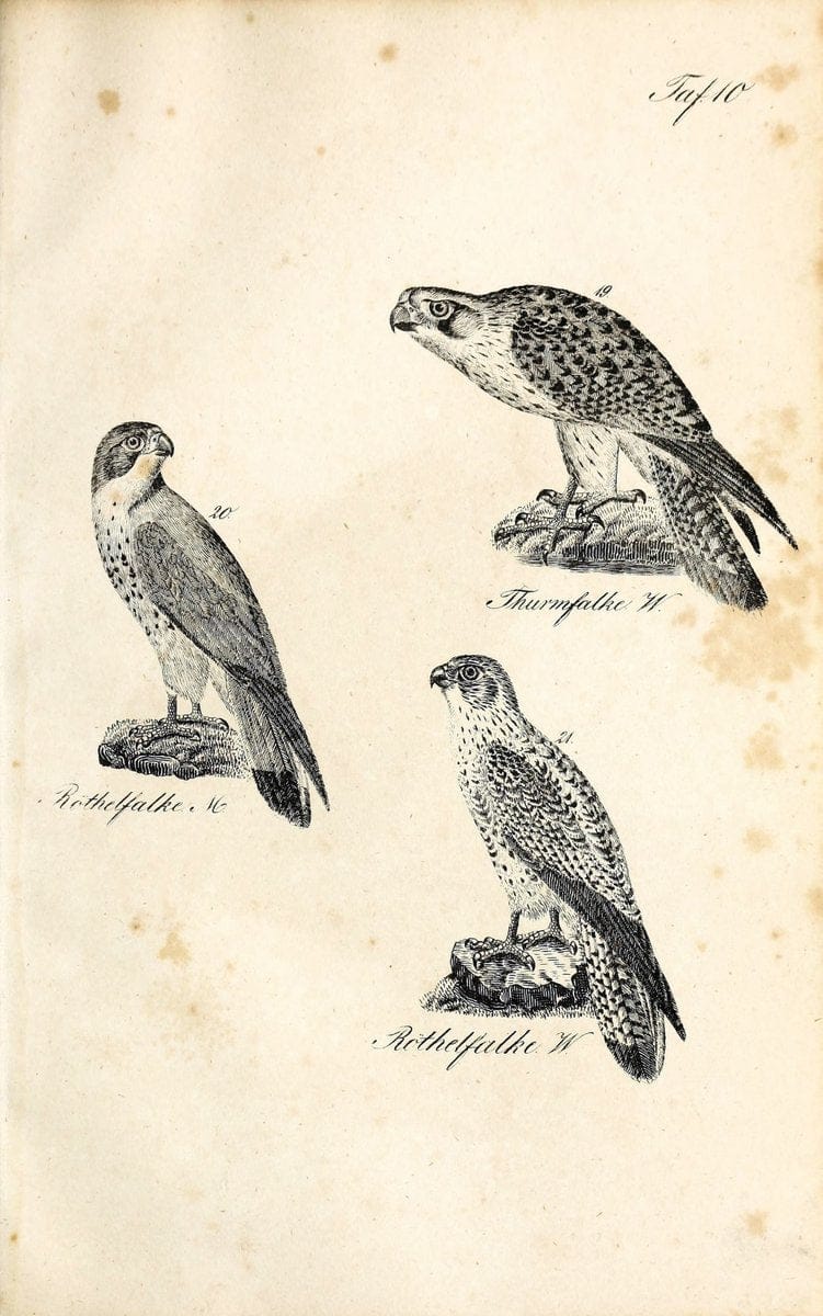 Die Naturgeschichte in getreuen Abbildungen und mit ausfuÃŒË†hrlicher Beschreibung derselben. Leipzig :bei Eduard Eisenach ;1835.  | Birds "Pictorial works"  | Vintage Print Reproduction 471891