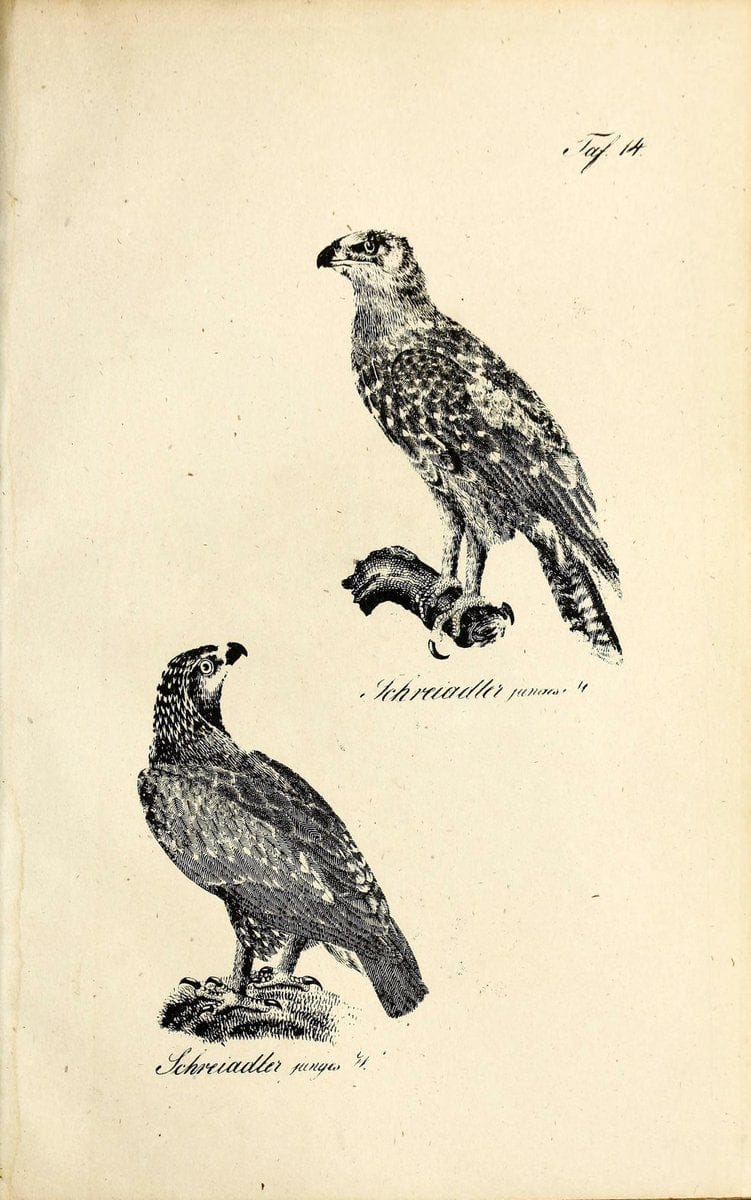 Die Naturgeschichte in getreuen Abbildungen und mit ausfuÃŒË†hrlicher Beschreibung derselben. Leipzig :bei Eduard Eisenach ;1835.  | Birds "Pictorial works"  | Vintage Print Reproduction 471895