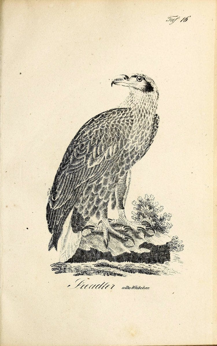 Die Naturgeschichte in getreuen Abbildungen und mit ausfuÃŒË†hrlicher Beschreibung derselben. Leipzig :bei Eduard Eisenach ;1835.  | Birds "Pictorial works"  | Vintage Print Reproduction 471897