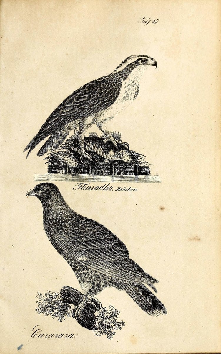 Die Naturgeschichte in getreuen Abbildungen und mit ausfuÃŒË†hrlicher Beschreibung derselben. Leipzig :bei Eduard Eisenach ;1835.  | Birds "Pictorial works"  | Vintage Print Reproduction 471898