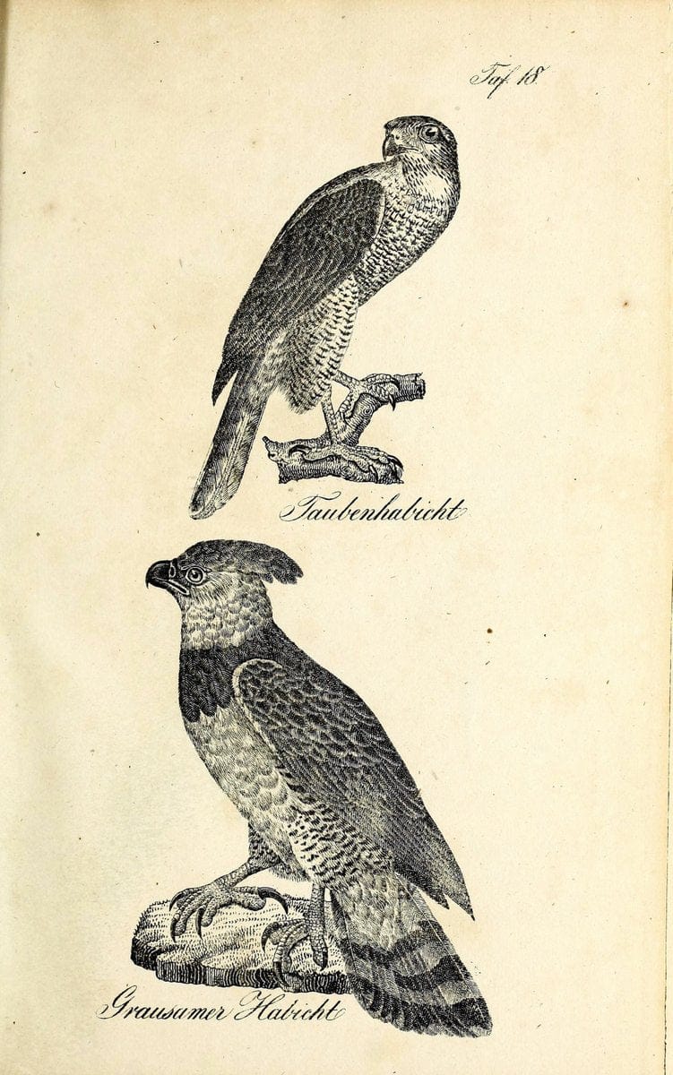 Die Naturgeschichte in getreuen Abbildungen und mit ausfuÃŒË†hrlicher Beschreibung derselben. Leipzig :bei Eduard Eisenach ;1835.  | Birds "Pictorial works"  | Vintage Print Reproduction 471899