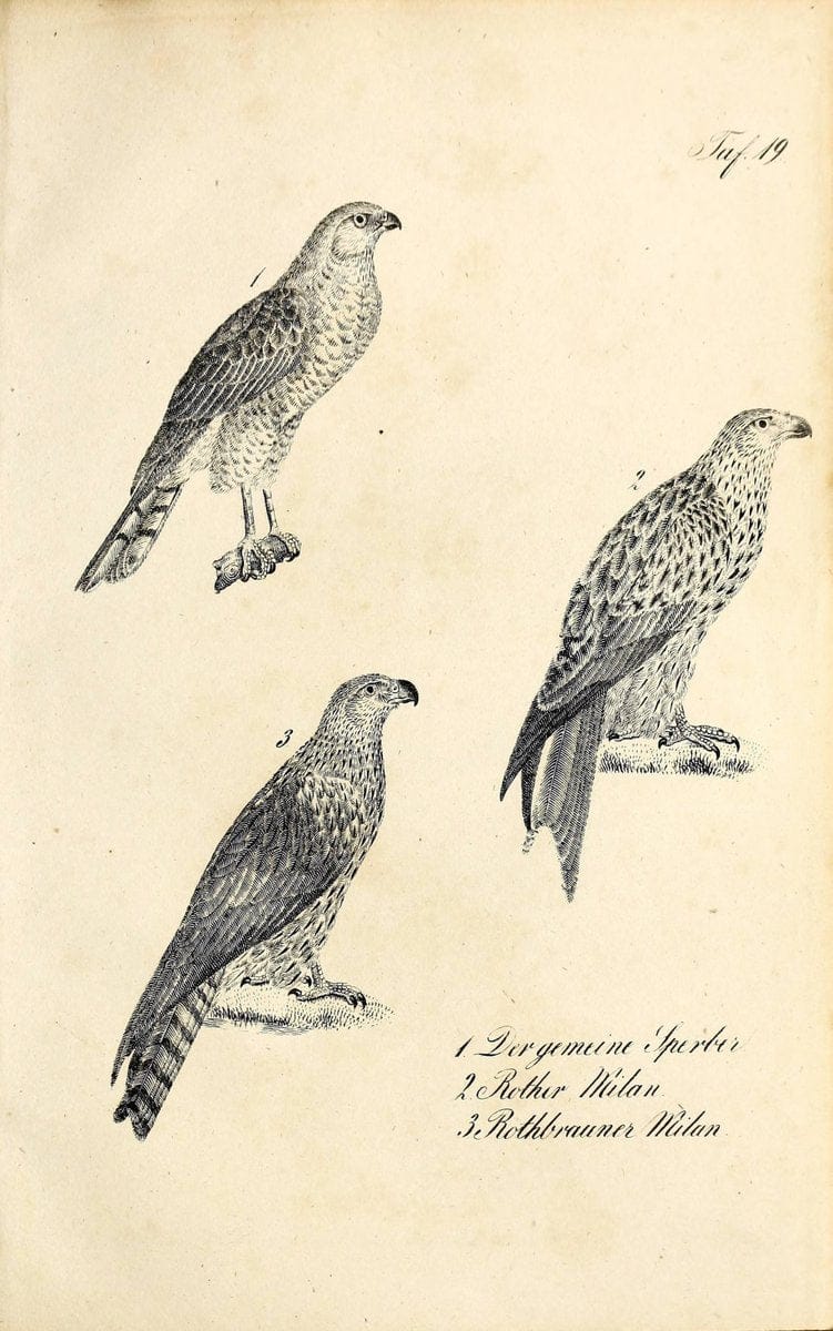 Die Naturgeschichte in getreuen Abbildungen und mit ausfuÃŒË†hrlicher Beschreibung derselben. Leipzig :bei Eduard Eisenach ;1835.  | Birds "Pictorial works"  | Vintage Print Reproduction 471900