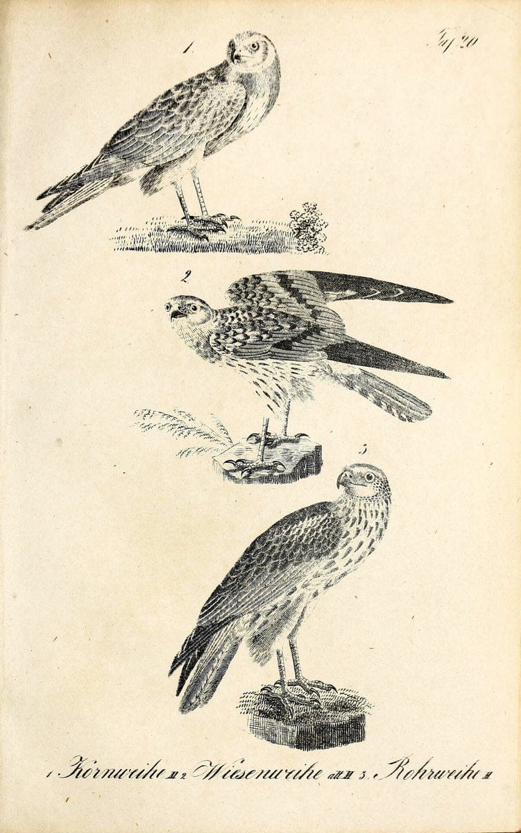 Die Naturgeschichte in getreuen Abbildungen und mit ausfuÃŒË†hrlicher Beschreibung derselben. Leipzig :bei Eduard Eisenach ;1835.  | Birds "Pictorial works"  | Vintage Print Reproduction 471901