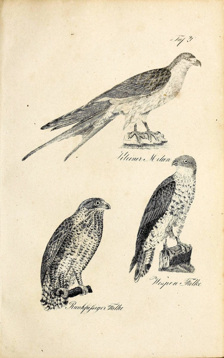 Die Naturgeschichte in getreuen Abbildungen und mit ausfuÃŒË†hrlicher Beschreibung derselben. Leipzig :bei Eduard Eisenach ;1835.  | Birds "Pictorial works"  | Vintage Print Reproduction 471902