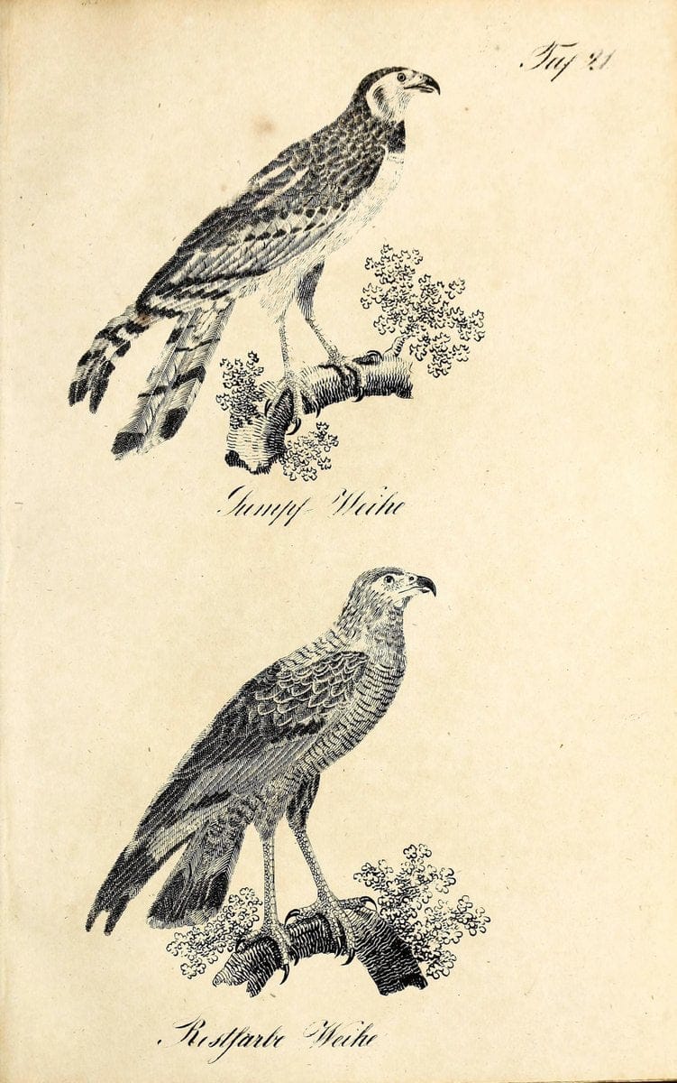 Die Naturgeschichte in getreuen Abbildungen und mit ausfuÃŒË†hrlicher Beschreibung derselben. Leipzig :bei Eduard Eisenach ;1835.  | Birds "Pictorial works"  | Vintage Print Reproduction 471903