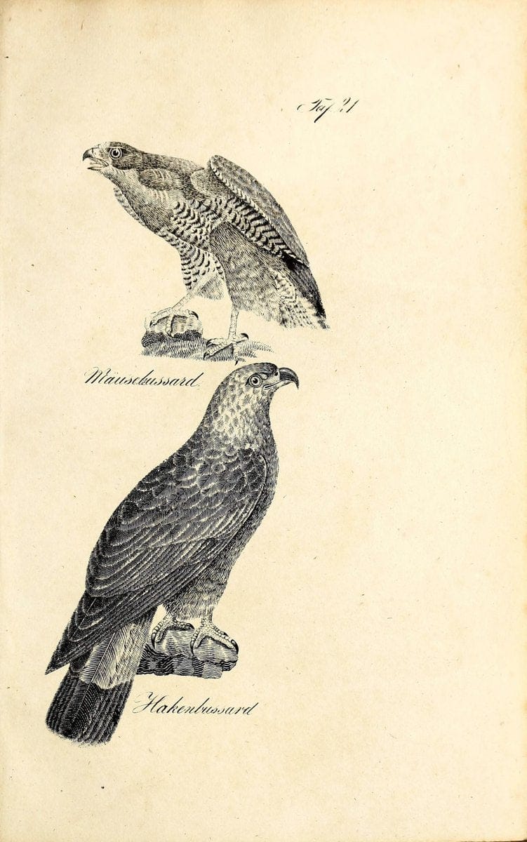 Die Naturgeschichte in getreuen Abbildungen und mit ausfuÃŒË†hrlicher Beschreibung derselben. Leipzig :bei Eduard Eisenach ;1835.  | Birds "Pictorial works"  | Vintage Print Reproduction 471904