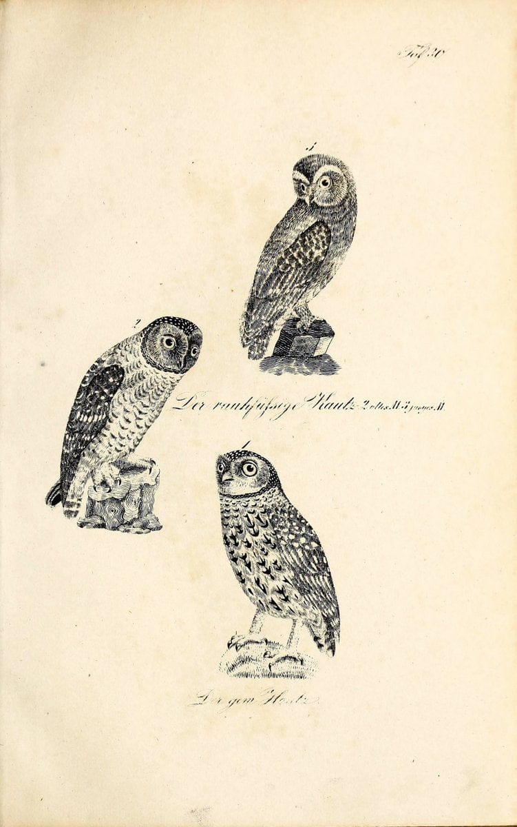 Die Naturgeschichte in getreuen Abbildungen und mit ausfuÃŒË†hrlicher Beschreibung derselben. Leipzig :bei Eduard Eisenach ;1835.  | Birds "Pictorial works"  | Vintage Print Reproduction 471911