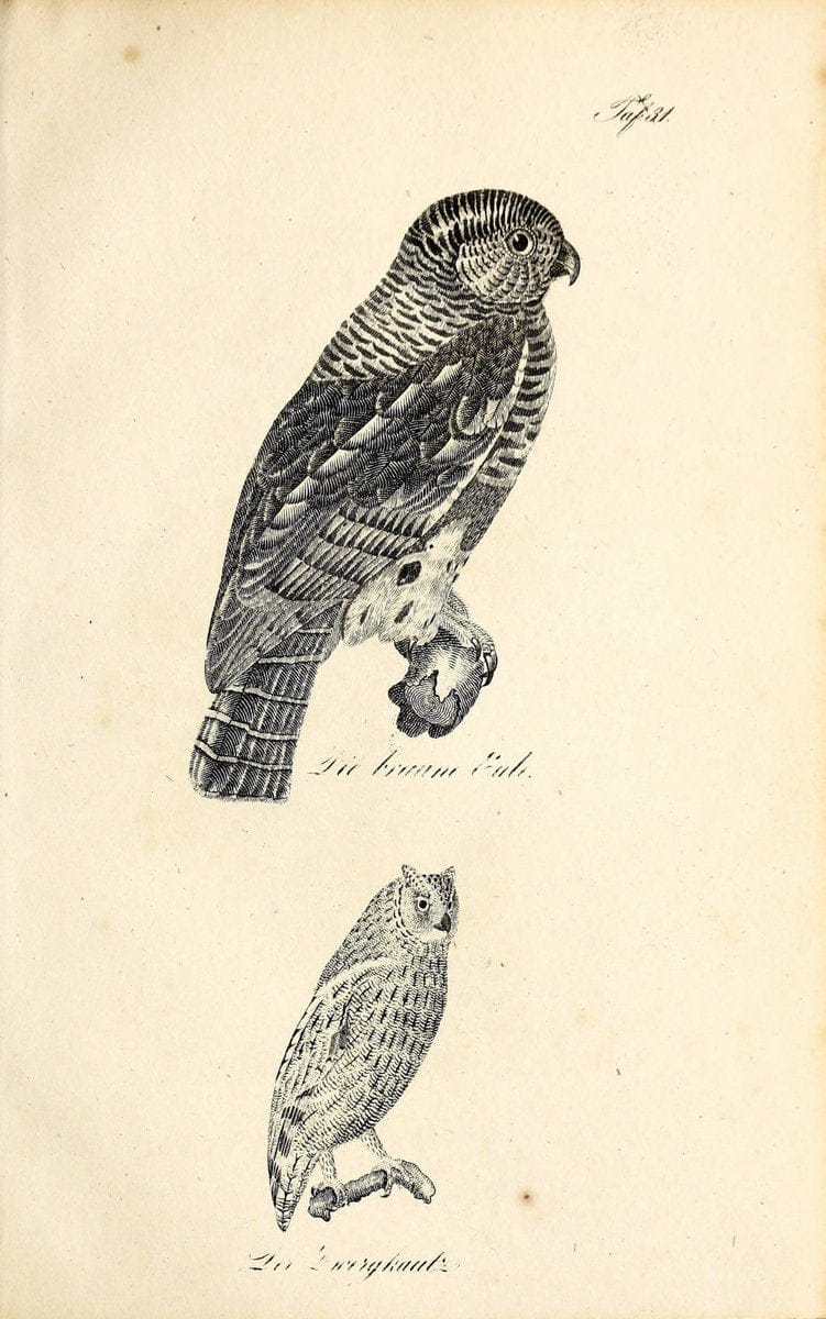 Die Naturgeschichte in getreuen Abbildungen und mit ausfuÃŒË†hrlicher Beschreibung derselben. Leipzig :bei Eduard Eisenach ;1835.  | Birds "Pictorial works"  | Vintage Print Reproduction 471912