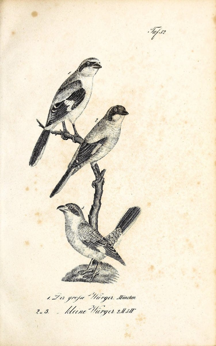 Die Naturgeschichte in getreuen Abbildungen und mit ausfuÃŒË†hrlicher Beschreibung derselben. Leipzig :bei Eduard Eisenach ;1835.  | Birds "Pictorial works"  | Vintage Print Reproduction 471913