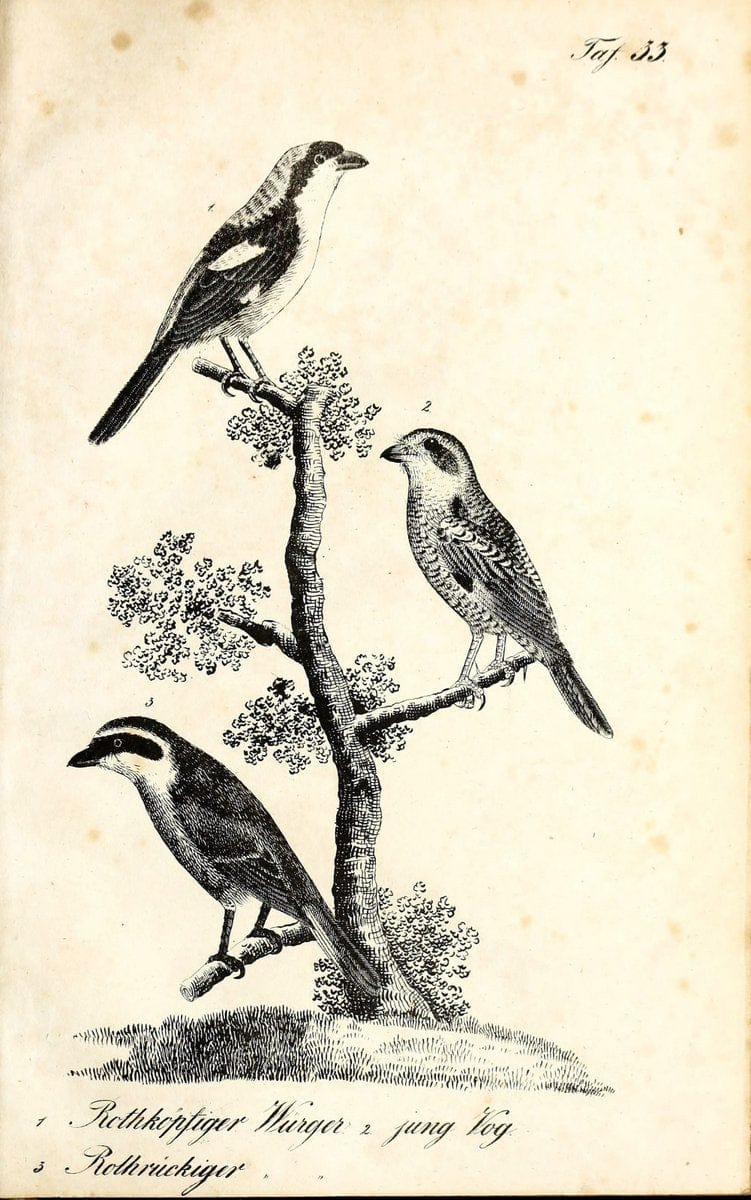 Die Naturgeschichte in getreuen Abbildungen und mit ausfuÃŒË†hrlicher Beschreibung derselben. Leipzig :bei Eduard Eisenach ;1835.  | Birds "Pictorial works"  | Vintage Print Reproduction 471914