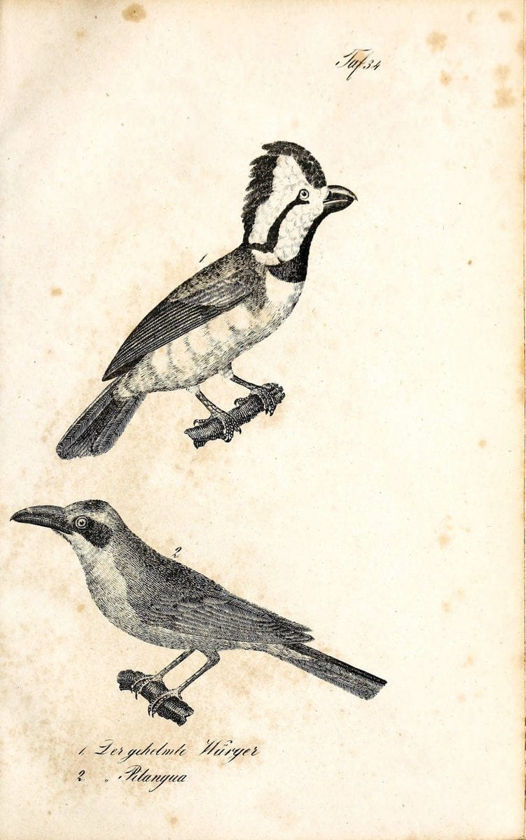 Die Naturgeschichte in getreuen Abbildungen und mit ausfuÃŒË†hrlicher Beschreibung derselben. Leipzig :bei Eduard Eisenach ;1835.  | Birds "Pictorial works"  | Vintage Print Reproduction 471915