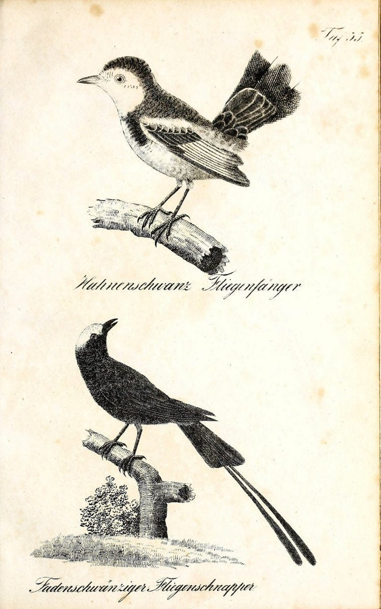 Die Naturgeschichte in getreuen Abbildungen und mit ausfuÃŒË†hrlicher Beschreibung derselben. Leipzig :bei Eduard Eisenach ;1835.  | Birds "Pictorial works"  | Vintage Print Reproduction 471916