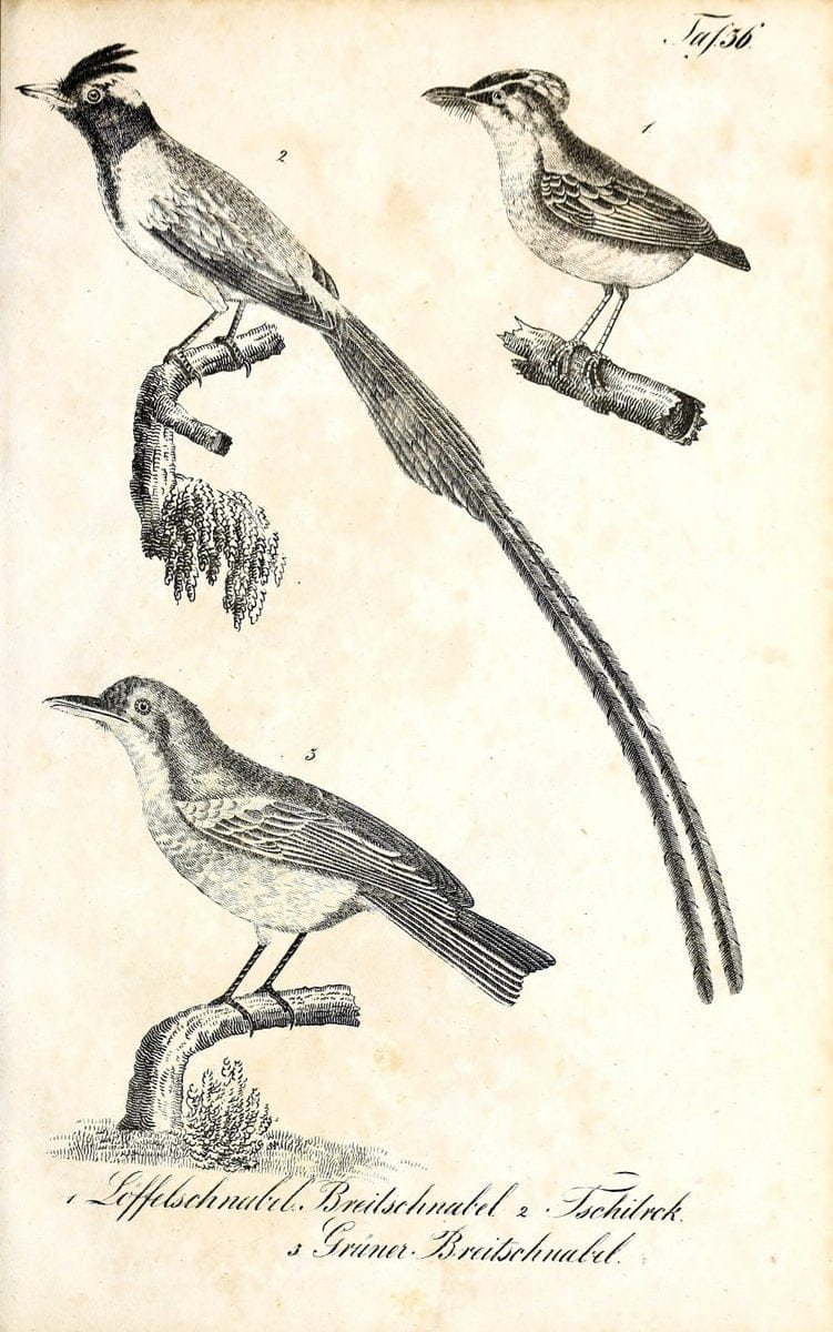 Die Naturgeschichte in getreuen Abbildungen und mit ausfuÃŒË†hrlicher Beschreibung derselben. Leipzig :bei Eduard Eisenach ;1835.  | Birds "Pictorial works"  | Vintage Print Reproduction 471917