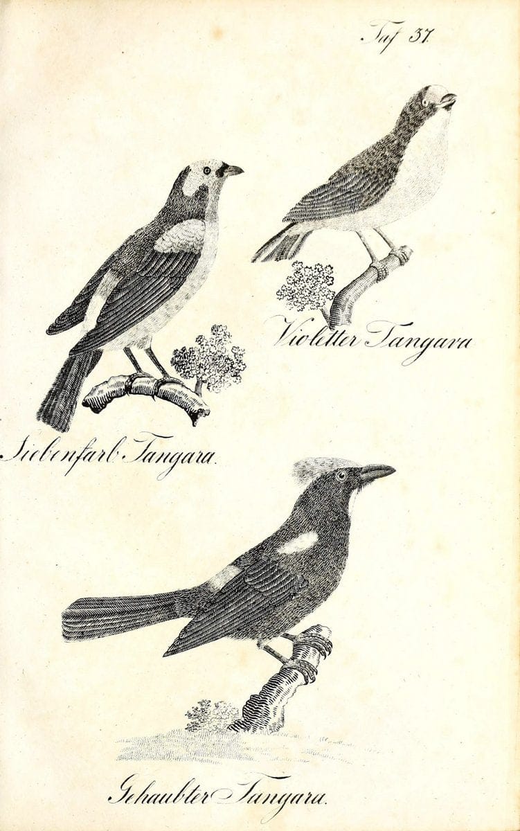 Die Naturgeschichte in getreuen Abbildungen und mit ausfuÃŒË†hrlicher Beschreibung derselben. Leipzig :bei Eduard Eisenach ;1835.  | Birds "Pictorial works"  | Vintage Print Reproduction 471918