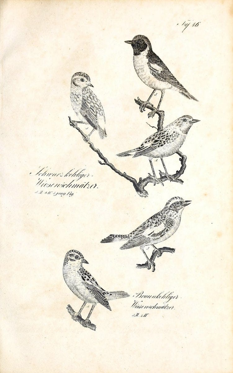 Die Naturgeschichte in getreuen Abbildungen und mit ausfuÃŒË†hrlicher Beschreibung derselben. Leipzig :bei Eduard Eisenach ;1835.  | Birds "Pictorial works"  | Vintage Print Reproduction 471927