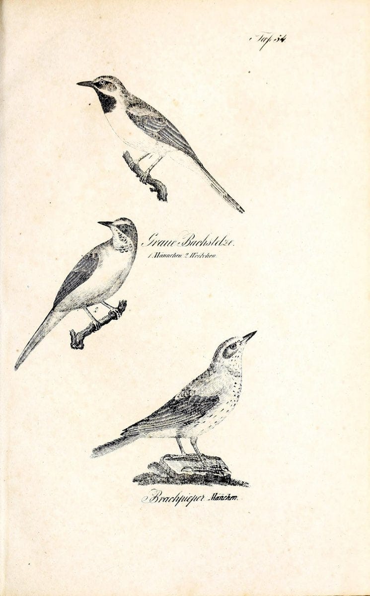 Die Naturgeschichte in getreuen Abbildungen und mit ausfuÃŒË†hrlicher Beschreibung derselben. Leipzig :bei Eduard Eisenach ;1835.  | Birds "Pictorial works"  | Vintage Print Reproduction 471935