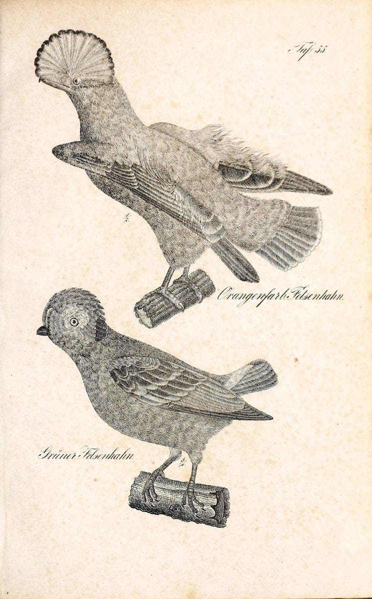 Die Naturgeschichte in getreuen Abbildungen und mit ausfuÃŒË†hrlicher Beschreibung derselben. Leipzig :bei Eduard Eisenach ;1835.  | Birds "Pictorial works"  | Vintage Print Reproduction 471936