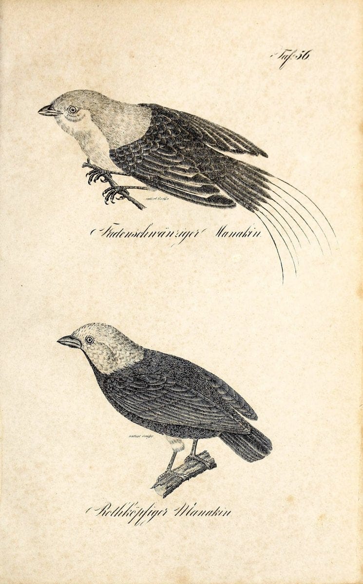 Die Naturgeschichte in getreuen Abbildungen und mit ausfuÃŒË†hrlicher Beschreibung derselben. Leipzig :bei Eduard Eisenach ;1835.  | Birds "Pictorial works"  | Vintage Print Reproduction 471937