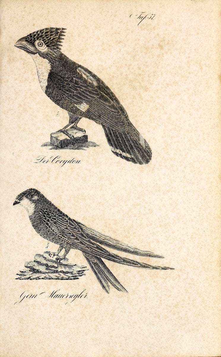 Die Naturgeschichte in getreuen Abbildungen und mit ausfuÃŒË†hrlicher Beschreibung derselben. Leipzig :bei Eduard Eisenach ;1835.  | Birds "Pictorial works"  | Vintage Print Reproduction 471938