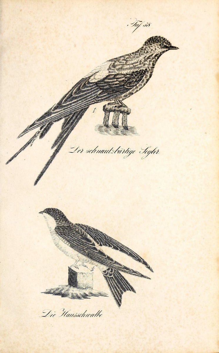 Die Naturgeschichte in getreuen Abbildungen und mit ausfuÃŒË†hrlicher Beschreibung derselben. Leipzig :bei Eduard Eisenach ;1835.  | Birds "Pictorial works"  | Vintage Print Reproduction 471939