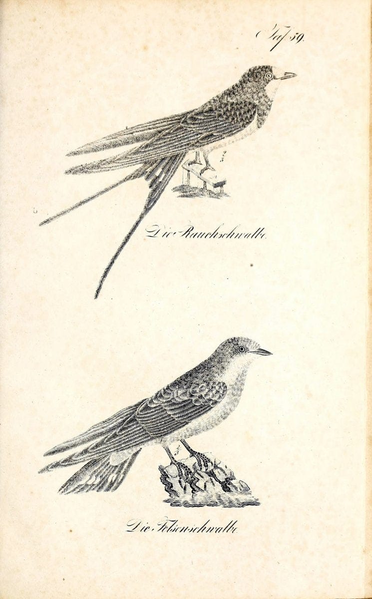 Die Naturgeschichte in getreuen Abbildungen und mit ausfuÃŒË†hrlicher Beschreibung derselben. Leipzig :bei Eduard Eisenach ;1835.  | Birds "Pictorial works"  | Vintage Print Reproduction 471940