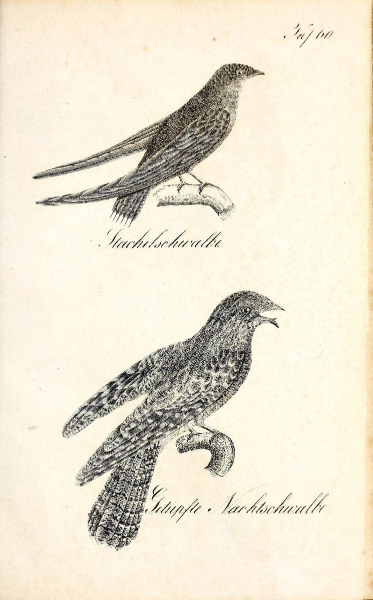 Die Naturgeschichte in getreuen Abbildungen und mit ausfuÃŒË†hrlicher Beschreibung derselben. Leipzig :bei Eduard Eisenach ;1835.  | Birds "Pictorial works"  | Vintage Print Reproduction 471941