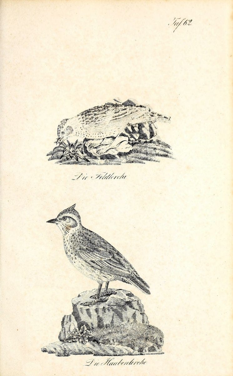 Die Naturgeschichte in getreuen Abbildungen und mit ausfuÃŒË†hrlicher Beschreibung derselben. Leipzig :bei Eduard Eisenach ;1835.  | Birds "Pictorial works"  | Vintage Print Reproduction 471943