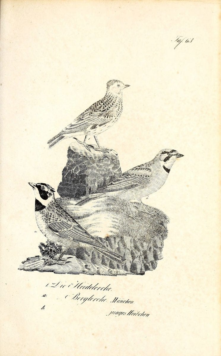 Die Naturgeschichte in getreuen Abbildungen und mit ausfuÃŒË†hrlicher Beschreibung derselben. Leipzig :bei Eduard Eisenach ;1835.  | Birds "Pictorial works"  | Vintage Print Reproduction 471944